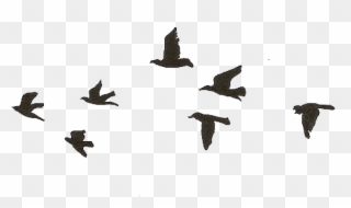 Free Png Download Flying Birds Gif Transparent Png - Easy Black Bird Drawing Clipart
