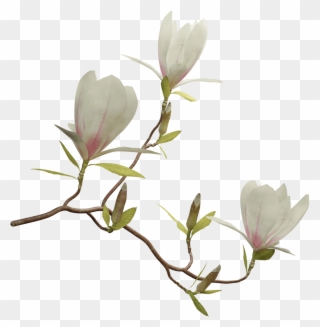 Magnolia Tree Png - Magnolia Transparent Clipart