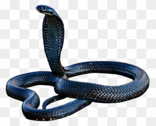 Cobra Png - Serpent Clipart