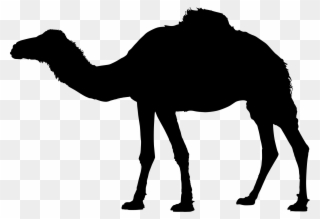 File Domestic Dromedary Silhouette Wikimedia Commons - Camel Silhouette Clipart