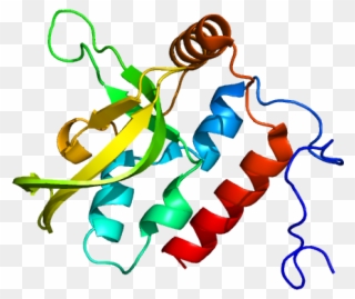 Protein Rtf1 Pdb 2bze - Illustration Clipart