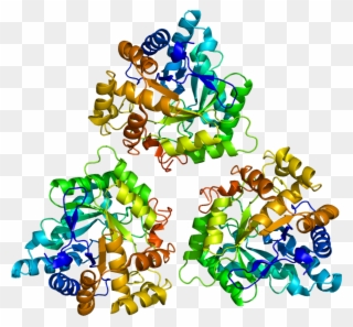 Enzyme Structure 3β Hydroxysteroid Dehydrogenase Clipart