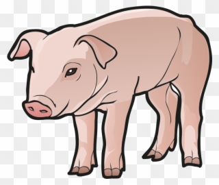 Pig - Domestic Pig Clipart