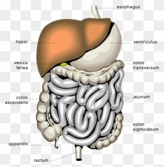 Digestive System Png - Digestive System Clipart