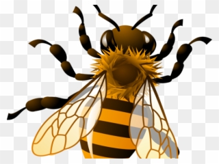 Bees Clipart Transparent Background - Realistic Bee Clipart - Png Download