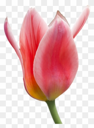 Tulip Flower Free Png Transparent Images Free Download - Red And White Tulip Png Clipart