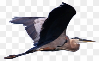 Great Blue Heron Clipart Ibis - Field Trip: Marianne Williams & Barber Park Loop - Png Download