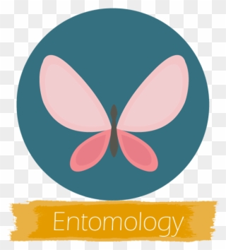 Cafs Undergraduate Majors - Butterfly Icon Clipart