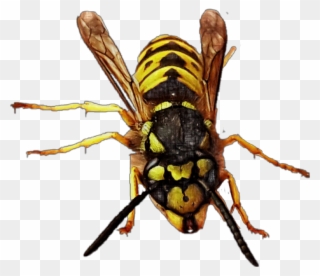 1169 X 1010 2 - Hornet Clipart