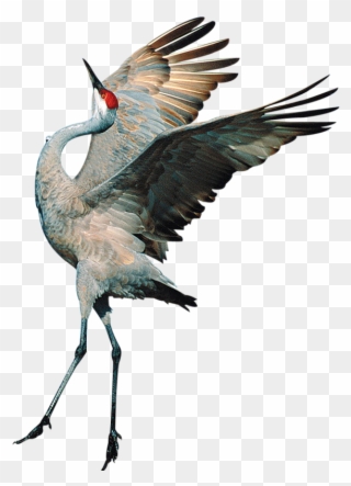 Sandhill Crane Clipart Transparent - Transparent Background Crane Bird Png