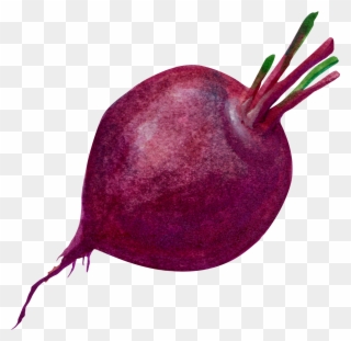 2300 X 2000 5 - Beetroot Clipart