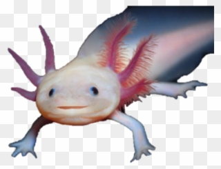 Salamander Clipart Transparent - Axolotl Png Transparent