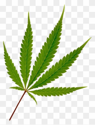781 X 1024 6 0 - Marijuana Leaf Clipart