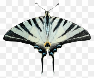 Butterfly Grey And Black - Transparent Moth Png Clipart