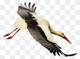 Crane Clipart Stork Bird - Stork Transparent - Png Download