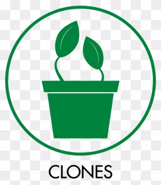 Category Icons Clones - Cannabis Clone Icon Clipart