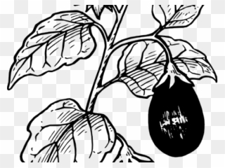 Original - Brinjal Plant Black And White Clipart - Png Download