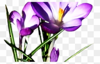 Spring Clipart Spring Flower Pictures & Spring Flower - Spring Flowers Png With Transparency Transparent Png