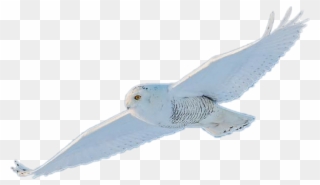 Snowy Owl Clipart