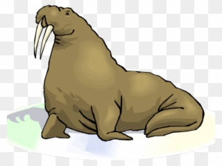 Sea Lion Clipart Transparent - Walrus With Transparent Background - Png Download