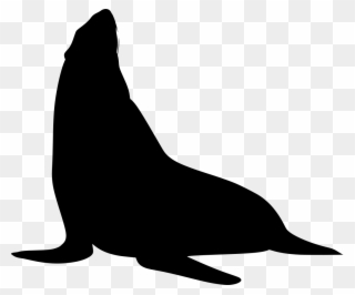 Download Png - California Sea Lion Clipart
