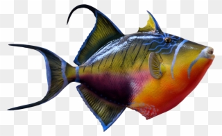 Colorful Fish - Ornamental Fish Png Clipart