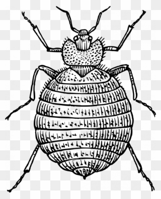 Drawn Bugs Bed Bug - Bed Bug Clipart - Png Download