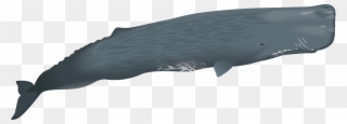 1200 X 482 1 - Blue Whale Clipart