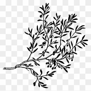 Download Png - Olive Branch Png Clipart