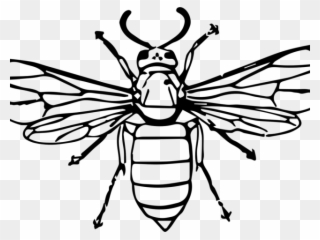 Hornet Clipart Drawn - Drawing Of A Wasp - Png Download