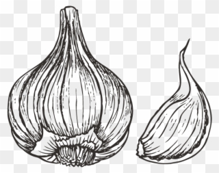 Image Free Stock Collection Of Drawing Png High Quality - Garlic Black White Clip Art Transparent Png