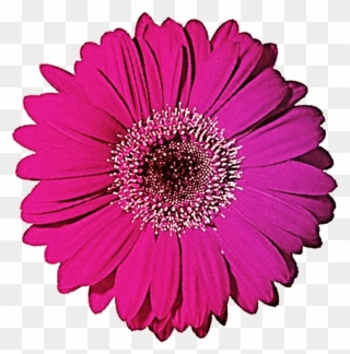 Gerbera Clipart Black And White - Pink Gerbera Daisy Png Transparent Png
