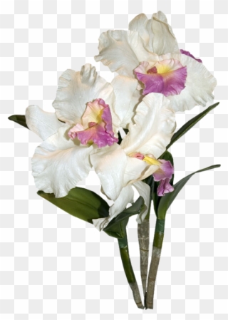 Armazém Das Flores - Orchids Clipart
