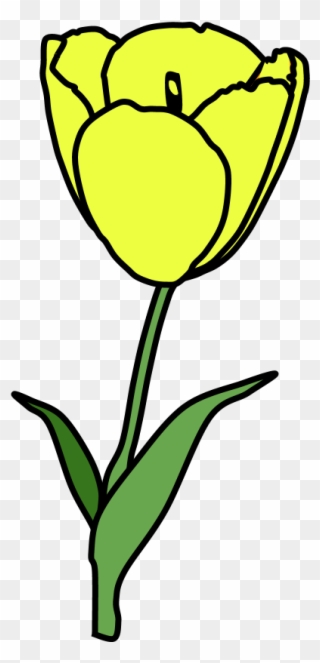 Tulip, Petals, Stamen, Yellow, Png Clipart