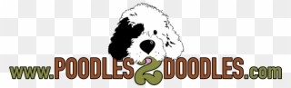 Poodles 2 Doodles, A Top Breeder Of Bernedoodle Puppies - Old English Sheepdog Clipart