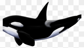 Orca Clipart White Background - Orcas Png Transparent Png