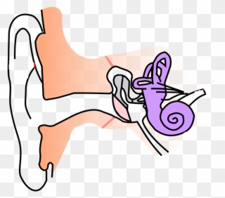 Location - Diagram Of Ear For Class 8 Clipart