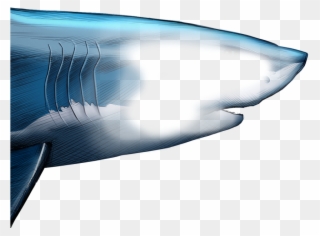 Unlike Most Animals, A Shark's Upper Jaw Is Not Firmly - Great White Shark Clipart