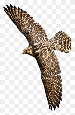 New Zealand Falcon Transparent Clipart