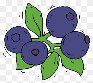 Blueberry - Collection - Fruit - Draw Blue Berry Clipart