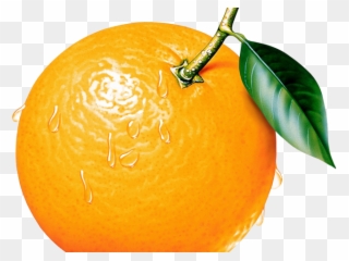 Mandarin Clipart Color Orange - Png Download