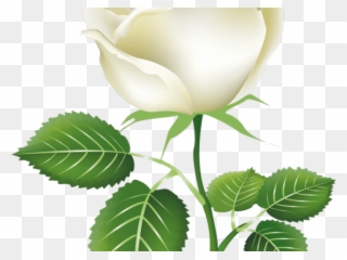 Bush Clipart White Rose - Transparent White Rose Rose Png