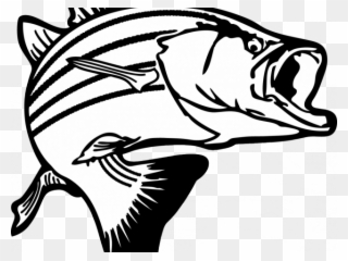 Free Free 212 Striped Bass Svg Free SVG PNG EPS DXF File