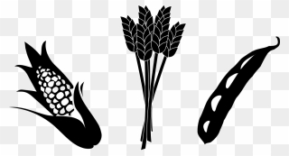 Corn Clipart Black And White - Soybean Clipart - Png Download
