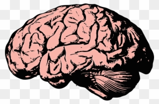 Brain, Think, Knowledge, Mind, Science, Anatomy, Health - Brain Png Clipart