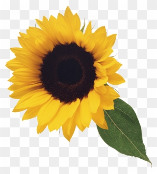 Sunflower Png Image Purepng Free Transpa Cc0 Png Image - Transparent Background Sunflower Clip Art