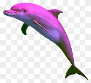 Aesthetic Dolphin Png Clipart