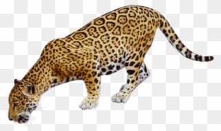 Jaguar Clipart Mammal Animal - Coyote Buttes, The Wave - Png Download