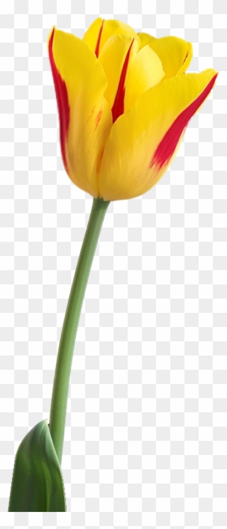 Yellow Tulip Png Image, Download Png Image With Transparent - Single Tulip Flower Png Clipart