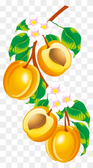 Peach Fruit, Clip Art, Illustrations, Pictures - Fruits Vector - Png Download